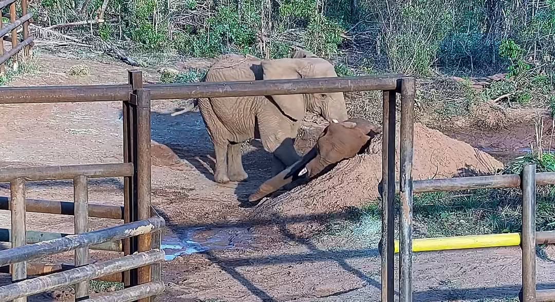 Pupy, elefanta nacida en África y criada en Argentina, murió tras 176 días en libertad en Brasil, cerrando la era de elefantes en el Ecoparque.