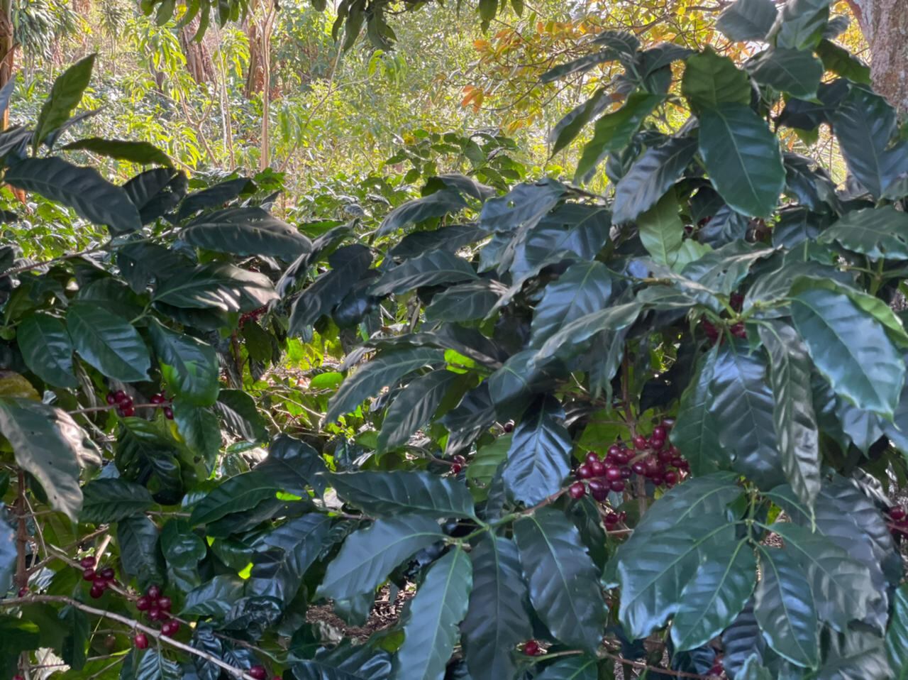 El café proviene de fincas de San Ramón y de Tarrazú. Tiene una calificación arriba de 84 en la escala de 100 entre los catadores. Foto: Cortesía