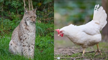 Francia condena a mujer que mató a golpes a un animal protegido para defender su gallina
