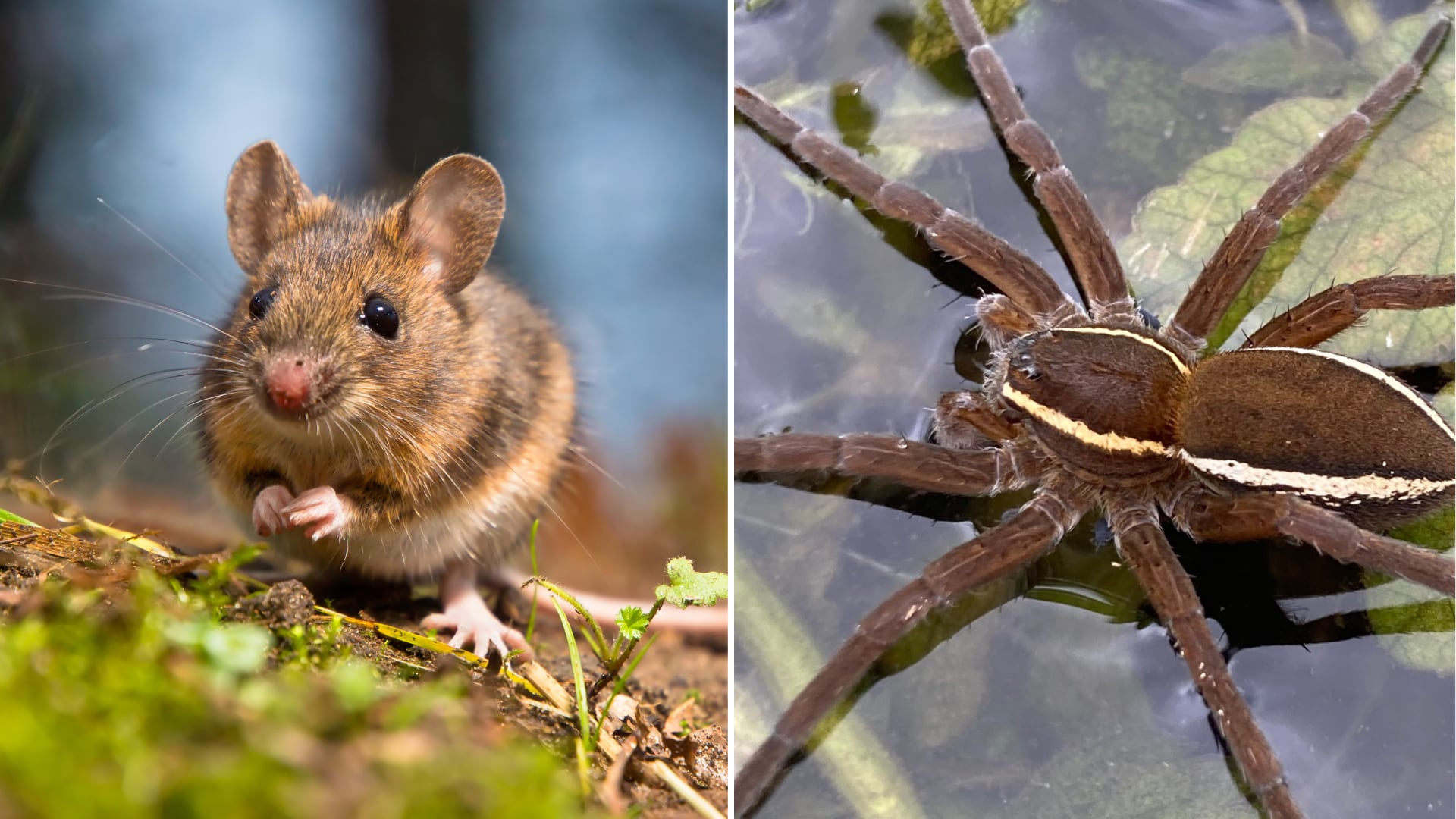 La gran araña de jangada, una especie semiaquática, vuelve a las reservas naturales del Reino Unido tras estar en peligro de extinción.