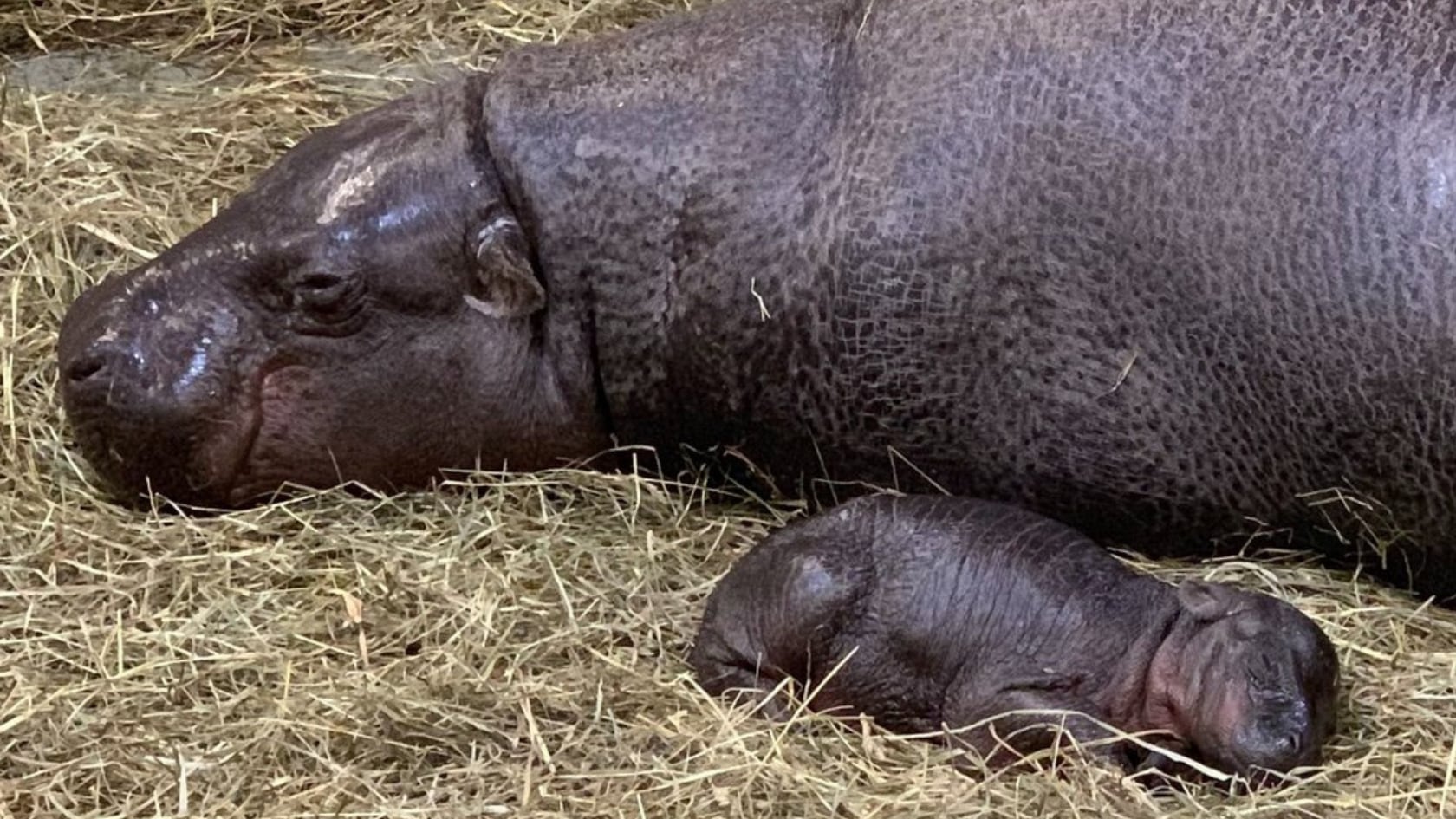 Zoológico en Estados Unidos celebra el nacimiento de un raro hipopótamo pigmeo, especie en peligro con menos de 2.500 ejemplares silvestres.
