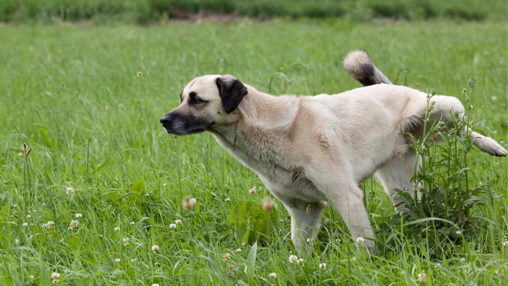 El olor a orina en el césped artificial se elimina con agua abundante, limpieza de la base y soluciones como vinagre diluido o productos biodegradables.