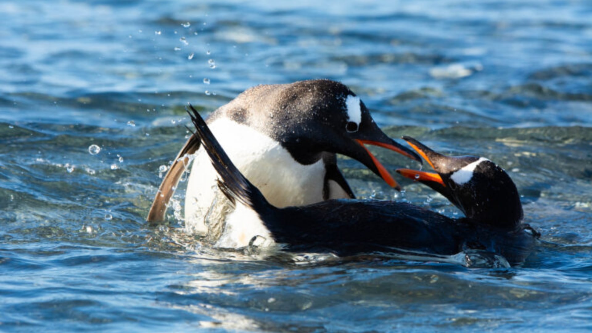 Científicos reconocieron cuatro especies de pingüinos papúa, incluida una nueva para la ciencia en las remotas islas Kerguelen.