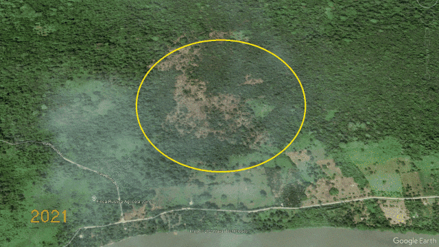 Imágenes satelitales de Google Earth muestran que la aparente pista de aterrizaje clandestina en Sixaola no estaba en octubre del 2021, pero sí se observa en agosto del 2024. Fuente: