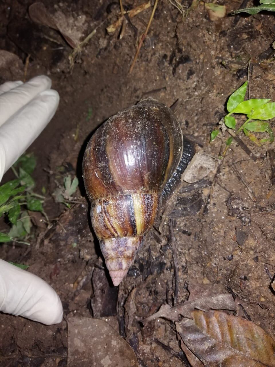 El caracol gigante africano (Achatina fulica) puede alcanzar 15 centímetros de largo y tiene colores café con bordes amarillos. Foto: Cortesía SFE