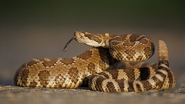 Crean una serpiente de cascabel robótica para resolver una duda clave sobre el miedo en los animales