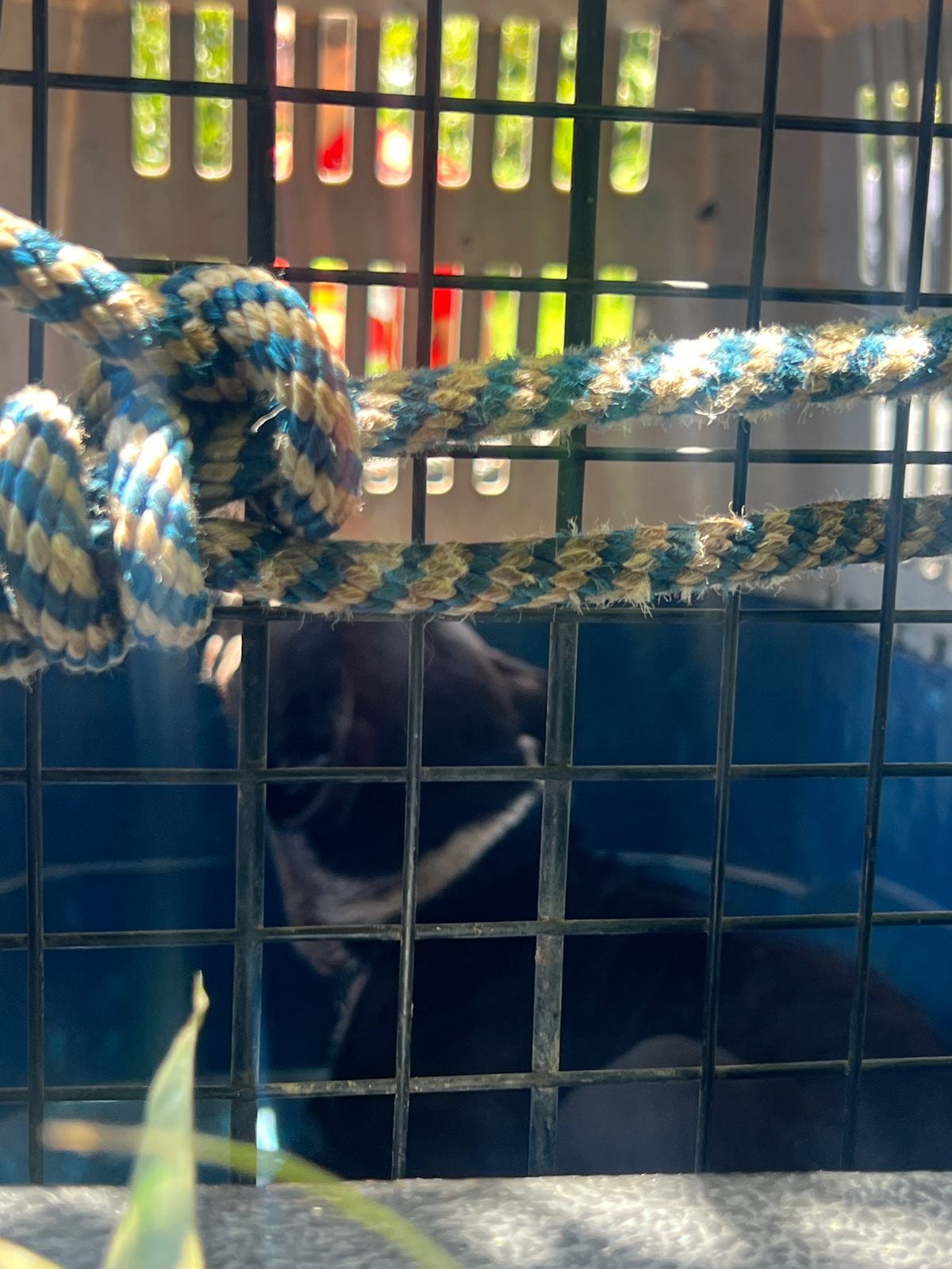 Un hombre de 60 años falleció tras el ataque de un perro American Staffordshire Terrier, este viernes en Moravia.