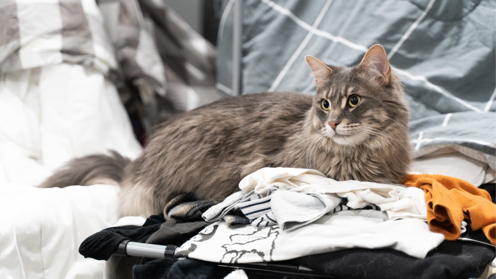 Veterinarios señalan que una prenda con olor familiar puede dar seguridad a los gatos en mudanzas, adopciones o ausencias temporales.