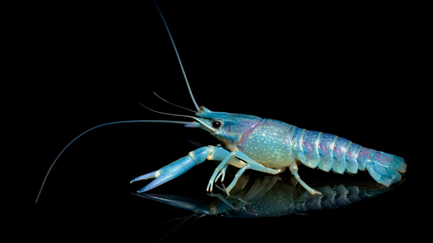 La estructura integrada en su exoesqueleto absorbe el doble de energía y protege sus tejidos neurales. Imagen con fines ilustrativos.