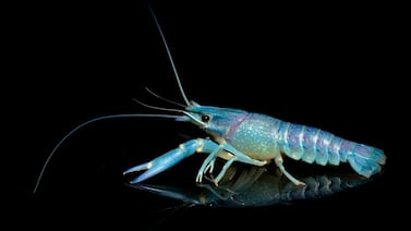 Dueño del golpe más poderoso de la naturaleza, este crustáceo desarrolló un casco para resistir su propio impacto