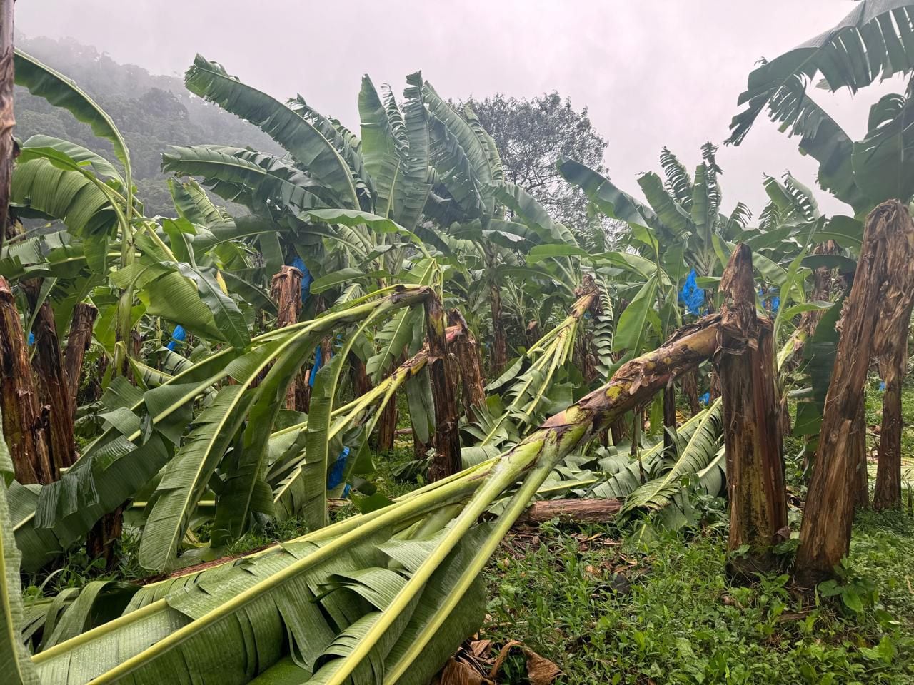 Cultivo de banano dañado por lluvias intensas en la vertiente Caribe de Costa Rica, con tallos quebrados y hojas caídas, reflejo de la crisis agropecuaria y la reducción de exportaciones.
