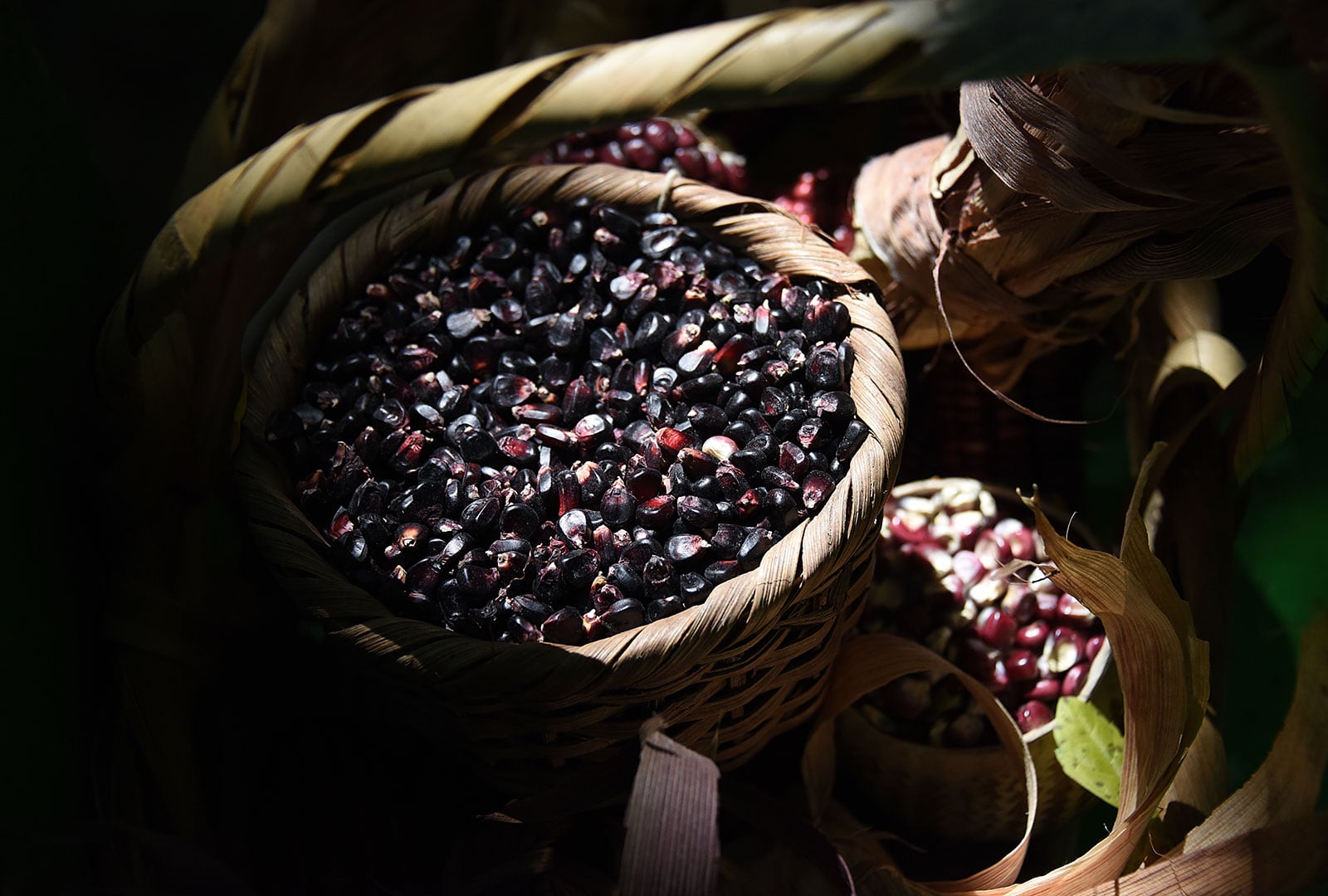 Producción de maíz pujagua en Costa Rica
