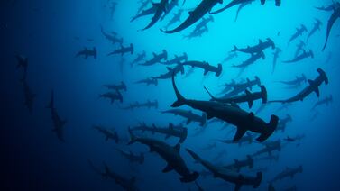 Un gran talón de Aquiles le quita credibilidad a Costa Rica en la Conferencia sobre los Océanos