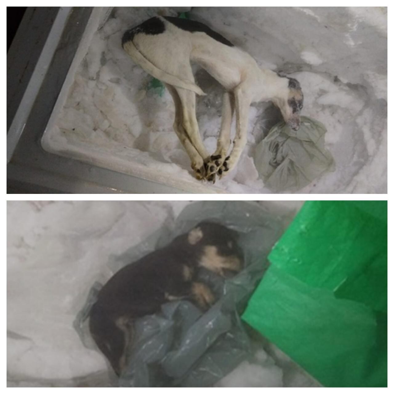Los perritos estaban en congeladores de una de las casas allanadas este martes en el Caribe costarricense.