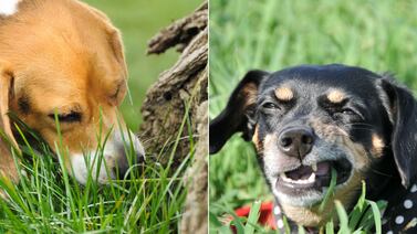 ¿Por qué los perros comen césped? Experta explica las razones y qué hacer al respecto
