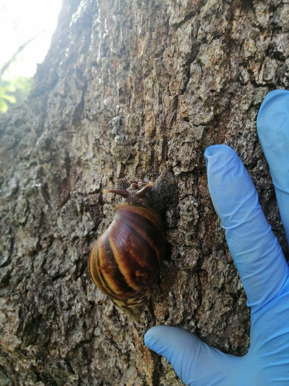 El color de la concha y el tamaño del caracol gigante africano lo vuelven atractivo a las personas e incluso se conocen casos en otras naciones de su transporte como mascota. Las autoridades piden no hacerlo y reportar casos sospechosos. Foto: Cortesía
