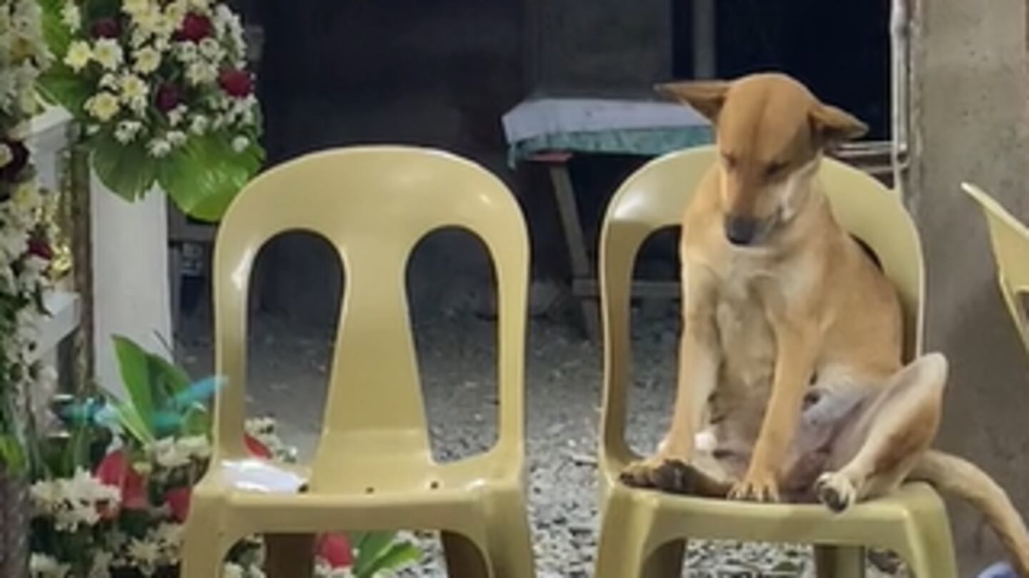 Perrito asiste al funeral de su dueña y su reacción se volvió viral en ...
