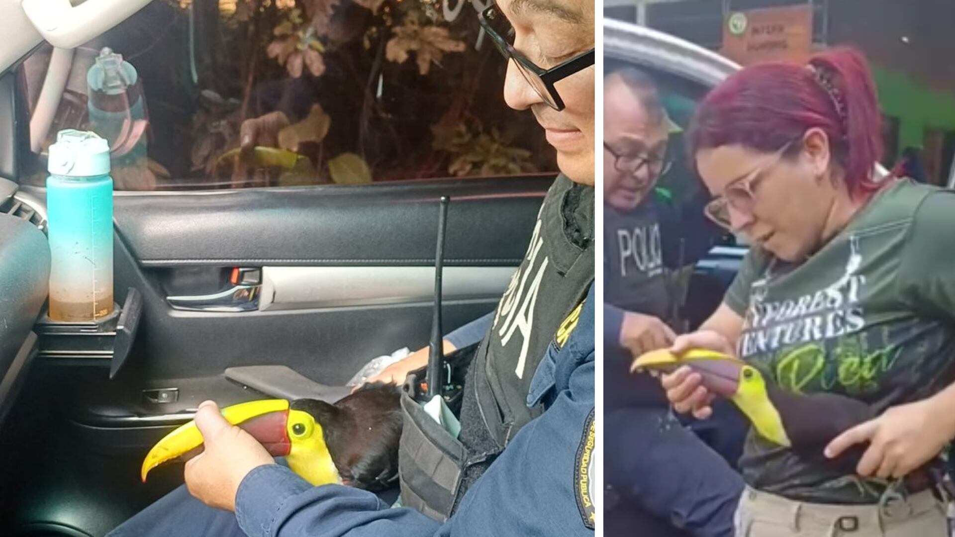 Un tucán colisionó con vehículo en Sarapiquí.