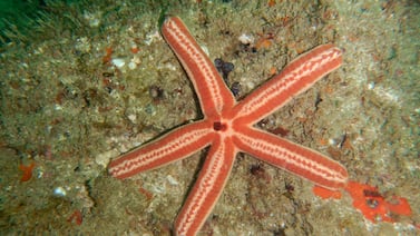 Protección de la biodiversidad: clave para la salud del planeta y la humanidad