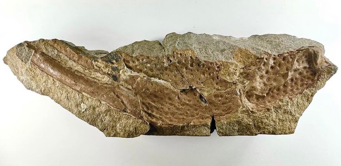 Pinza de un escorpión de tamaño similar al de los mayores escorpiones actuales. En 'Praearcturus gigas', estas estructuras alcanzaban unos 16 centímetros de longitud. Los investigadores señalan que nuevos fósiles podrían ayudar a comprender mejor la biología, el modo de vida y la desaparición de este gigantesco escorpión que vivió hace 415 millones de años.