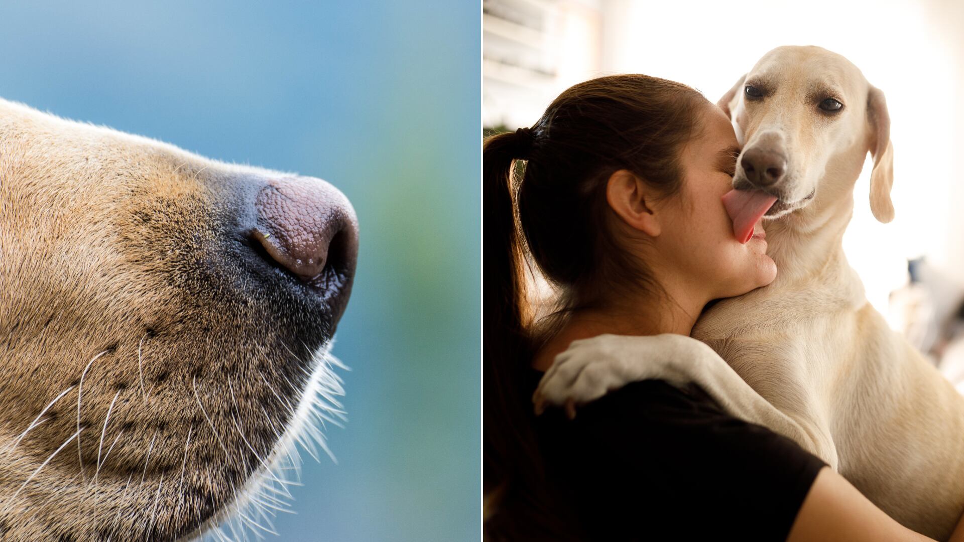 El estudio de la Universidad de Bristol demuestra que los perros detectan el estrés humano a través del olor, afectando su estado emocional y comportamiento.