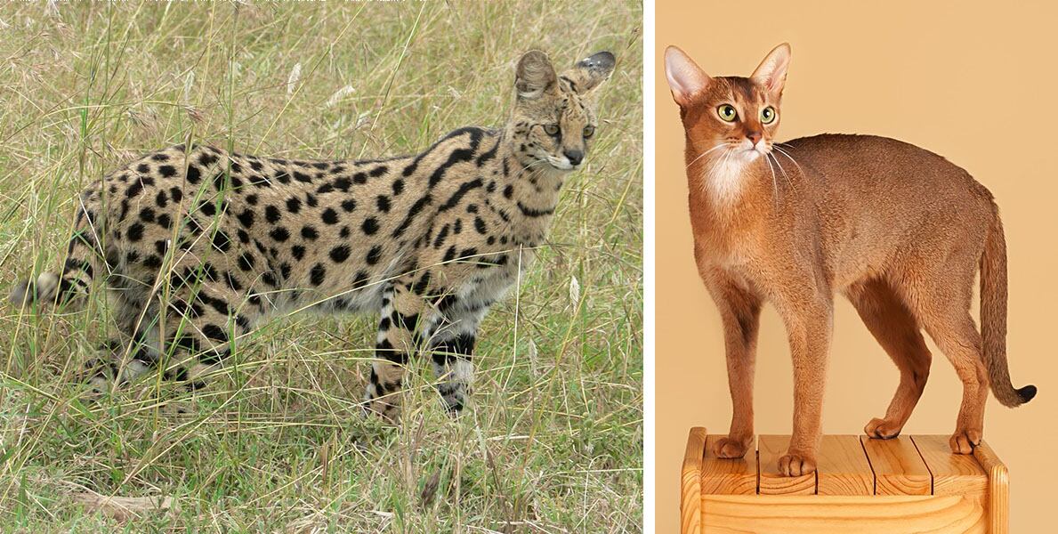 Un gato serval salvaje (izquierda) y un gato abisinio (derecha).