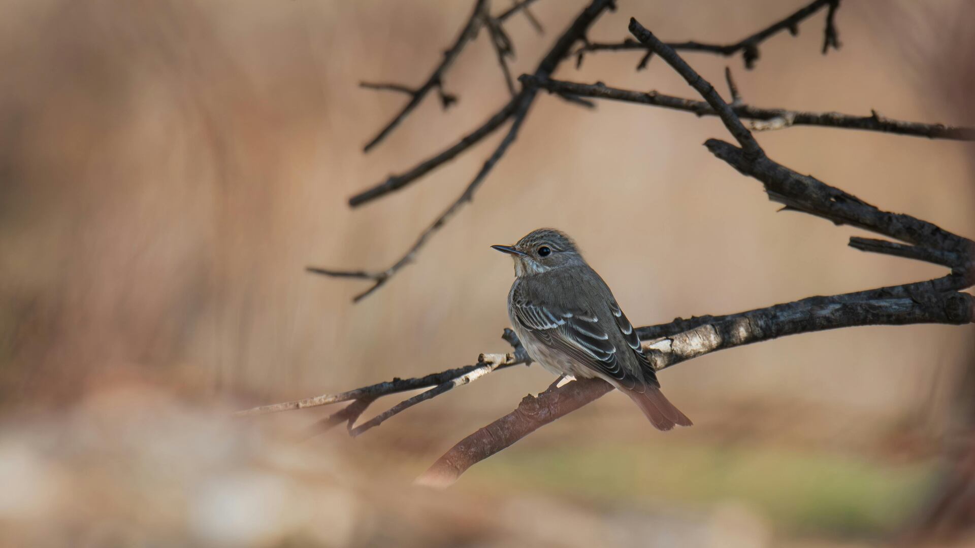 Científicos descubrieron que aves pequeñas imitan mejor sonidos como los de R2-D2 gracias a su anatomía vocal más eficiente
