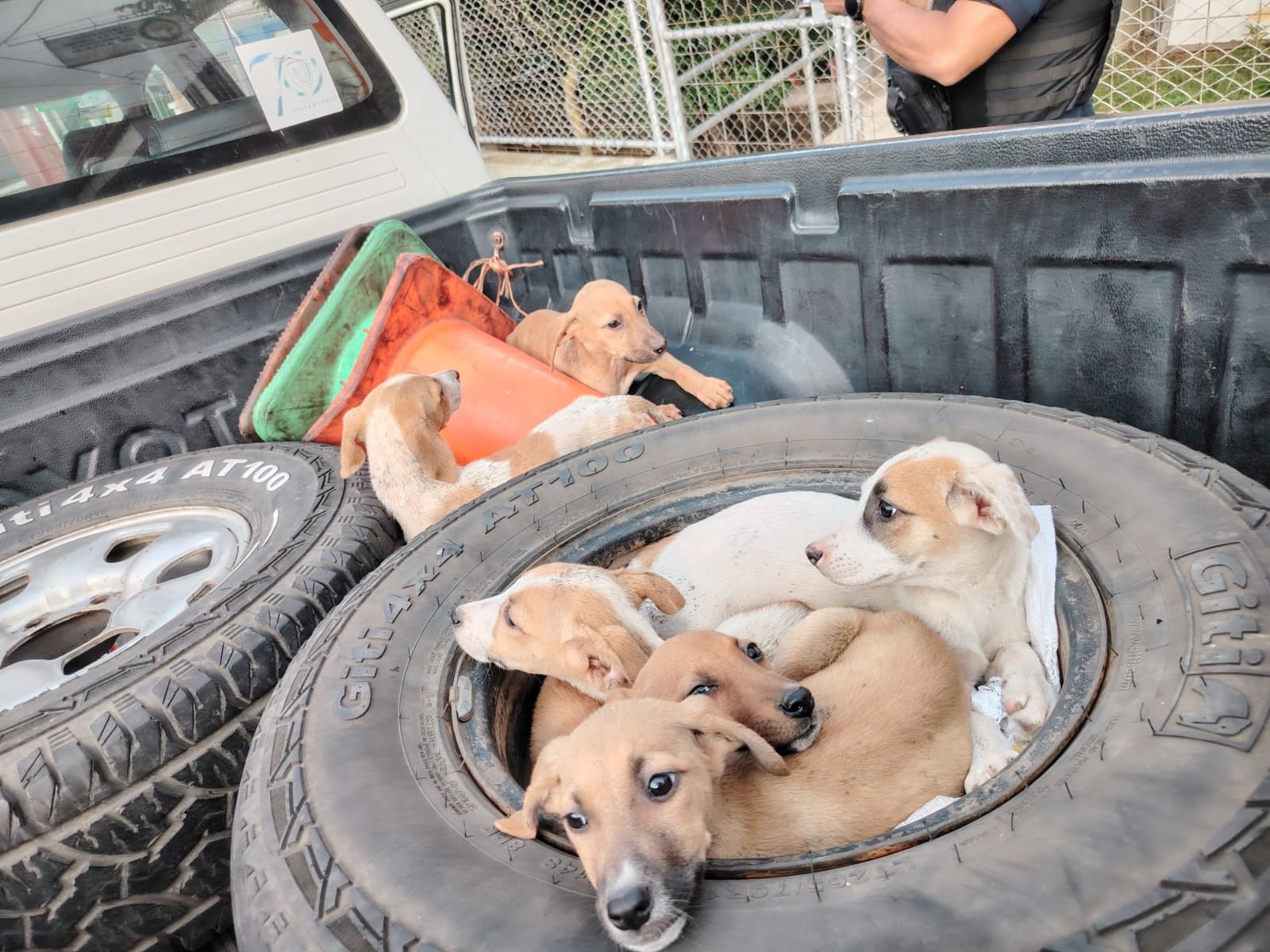 cachorros