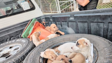 Movimiento sospechoso en la calle destapó abandono de seis perritos en Aserrí; presidente municipal adoptó dos