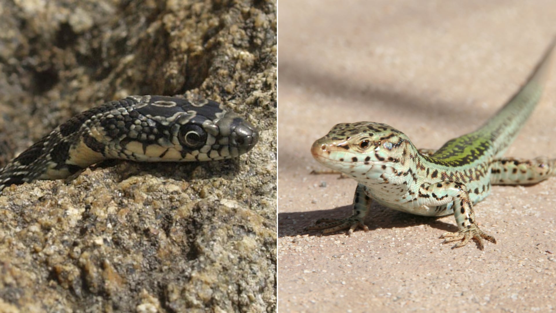La expansión de una serpiente invasora en Ibiza provoca el colapso de poblaciones de lagartos endémicos y acelera esfuerzos de conservación.