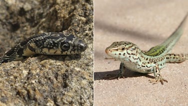 Cobra invasora aprende a nadar y acelera el riesgo de extinción del lagarto emblemático de España, según científicos
