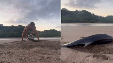 Turista encontró un delfín en una playa de Costa Rica y lo que hizo impactó a todos