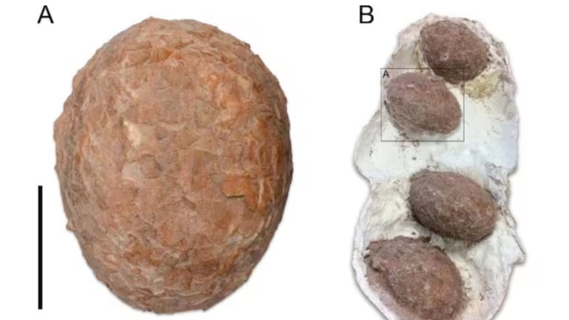 Cuatro huevos fosilizados en España evidenciaron una coexistencia rara de titanosaurios y aportaron datos clave sobre su distribución y comportamiento.
