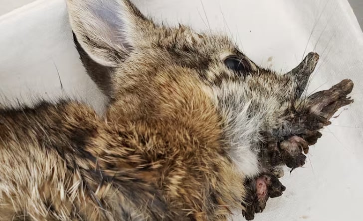 En los conejos domésticos esta enfermedad es más grave y puede causar cáncer.