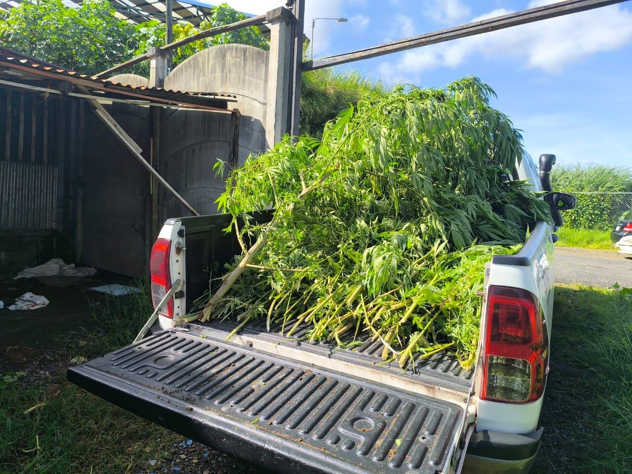 Decomiso de Marihuana