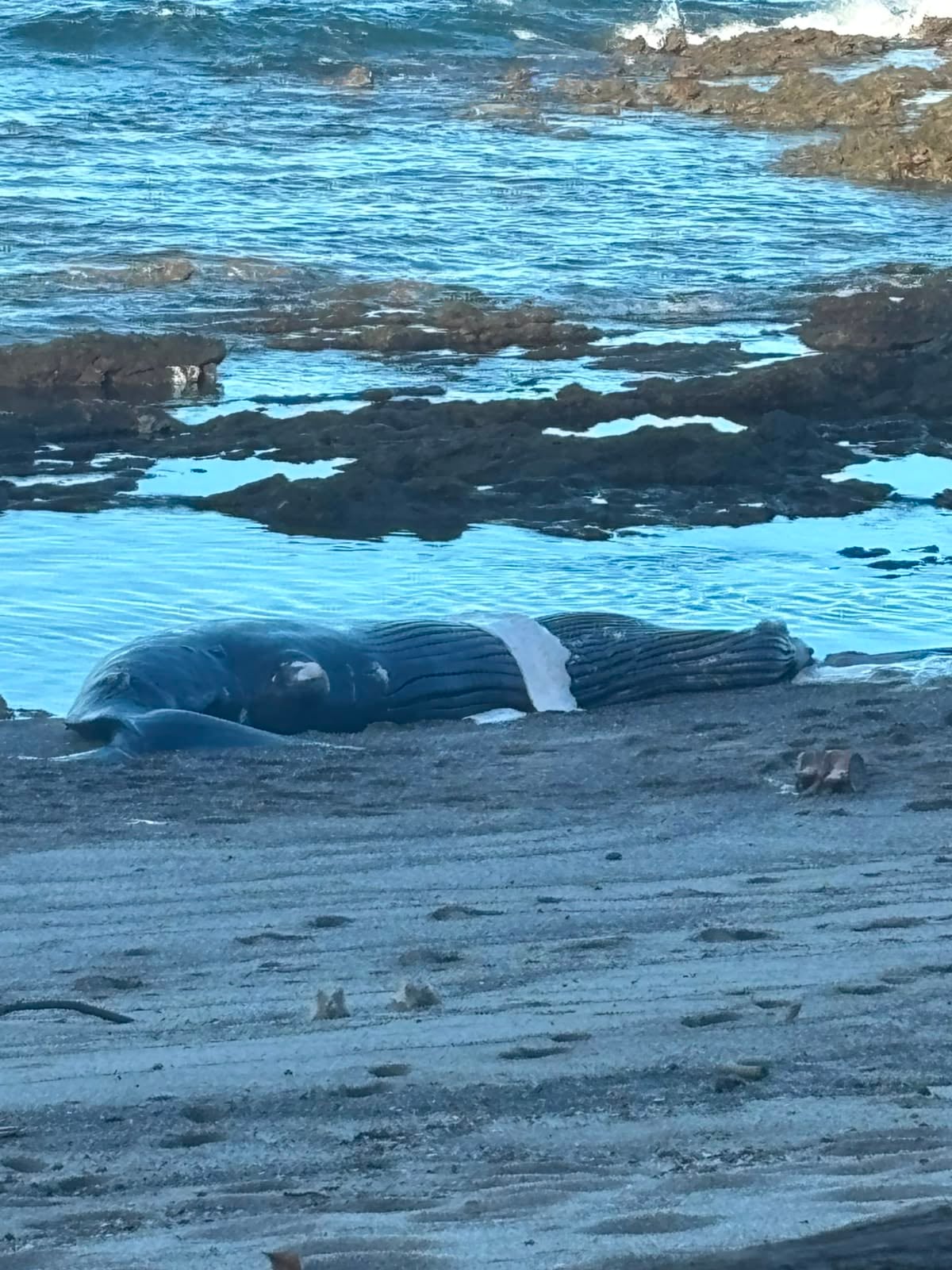 Una cría de ballena fue hallada encallada sin vida este martes en Santa Teresa de Cóbano.