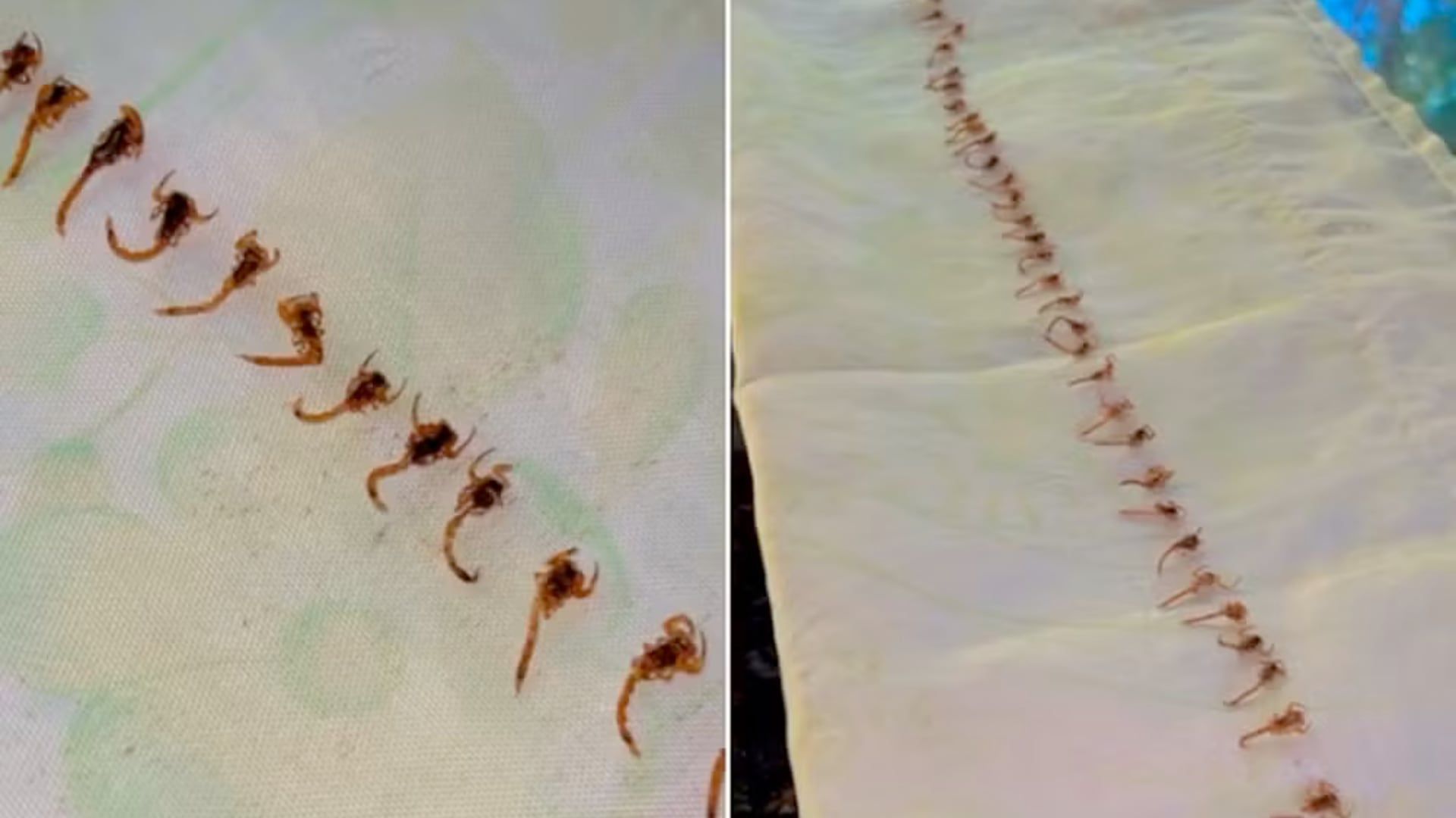 Una infestación de escorpiones sorprendió a una familia en São Paulo. El caso encendió alertas sanitarias y motivó acciones urgentes de control.