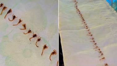 Más de 50 escorpiones aparecen dentro de una vivienda en Brasil y encienden las alertas familiares