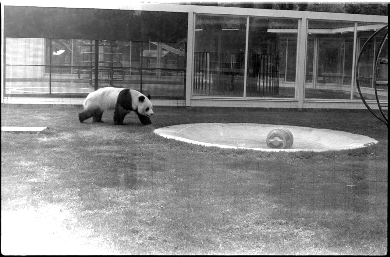 Uno de los pandas regalados en el Zoológico de Chapultepec, el 24 de julio de 1978.