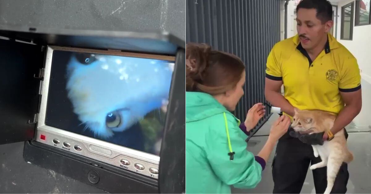 Aslan (a la izquierda en la imagen), un pequeño gato de tres años, llevaba días atrapado entre dos paredes de una vivienda en Barrio Escalante. Los vecinos, profesionales voluntarios y Bomberos se unieron para su rescate este sábado. (Fotos: cortesía Bomberos)