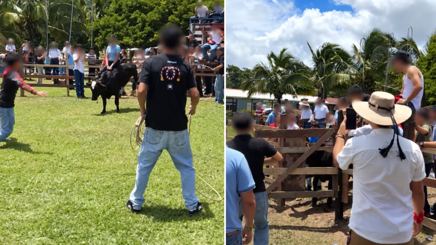 Imágenes de la actividad taurina realizada el 25 de julio del 2026 en el Colegio José María Gutiérrez, en Guayabo de Bagaces, Guanacaste. La instalación de un redondel con terneros motivó una denuncia ante el MEP.