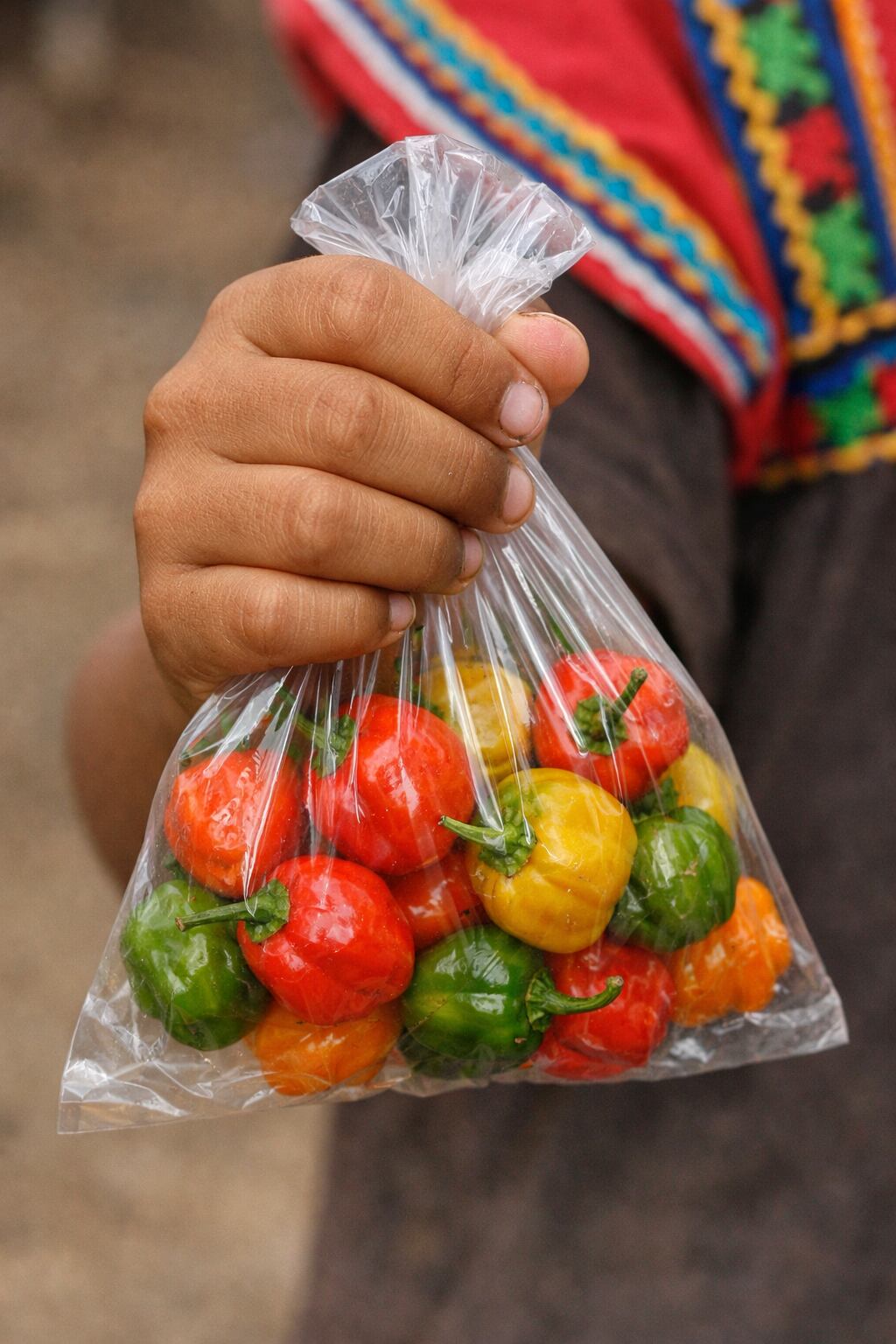 Mano infantil sostiene bolsa de chiles panameños