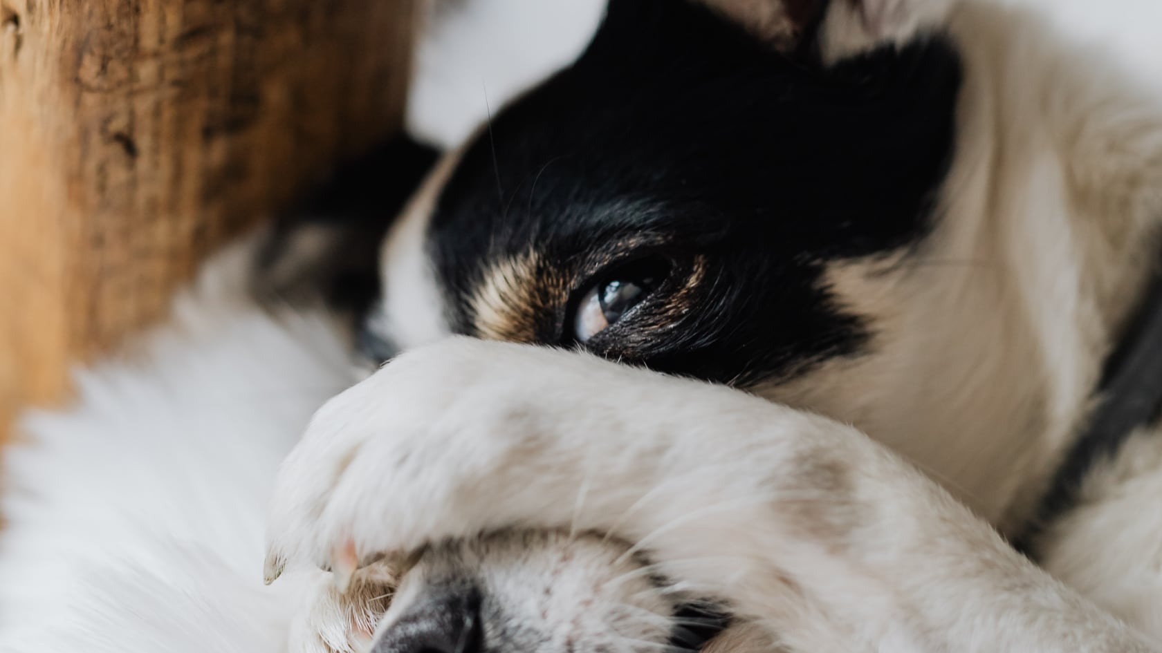 La pirotecnia afecta a perros y gatos. Identificación, espacios seguros y cuidados específicos ayudan a atravesar Navidad y Año Nuevo sin riesgos.