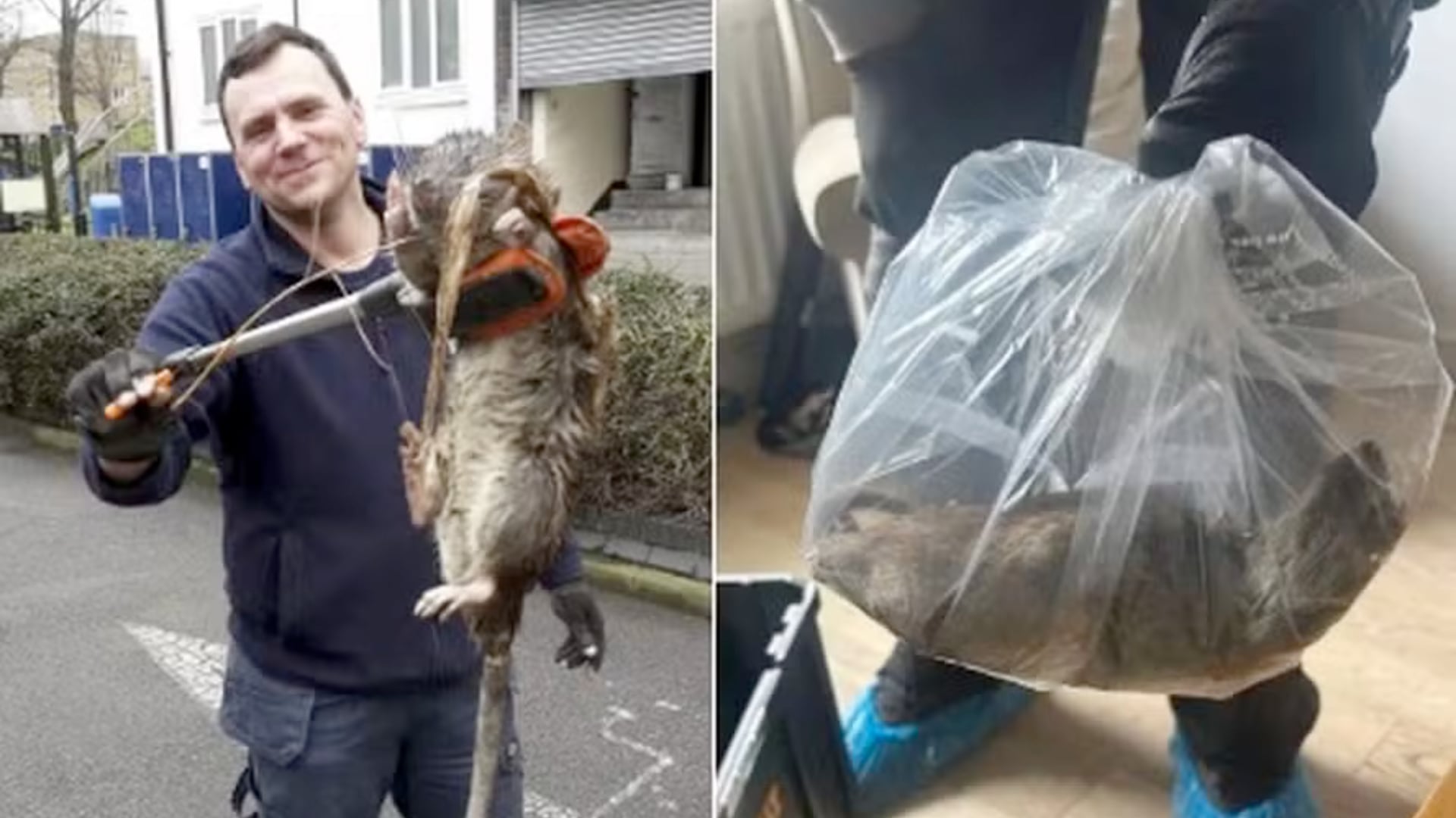 Reino Unido vive una plaga de ratas que alcanzan tamaños similares a los de un chihuahua tras un verano caluroso y con exceso de residuos en las calles