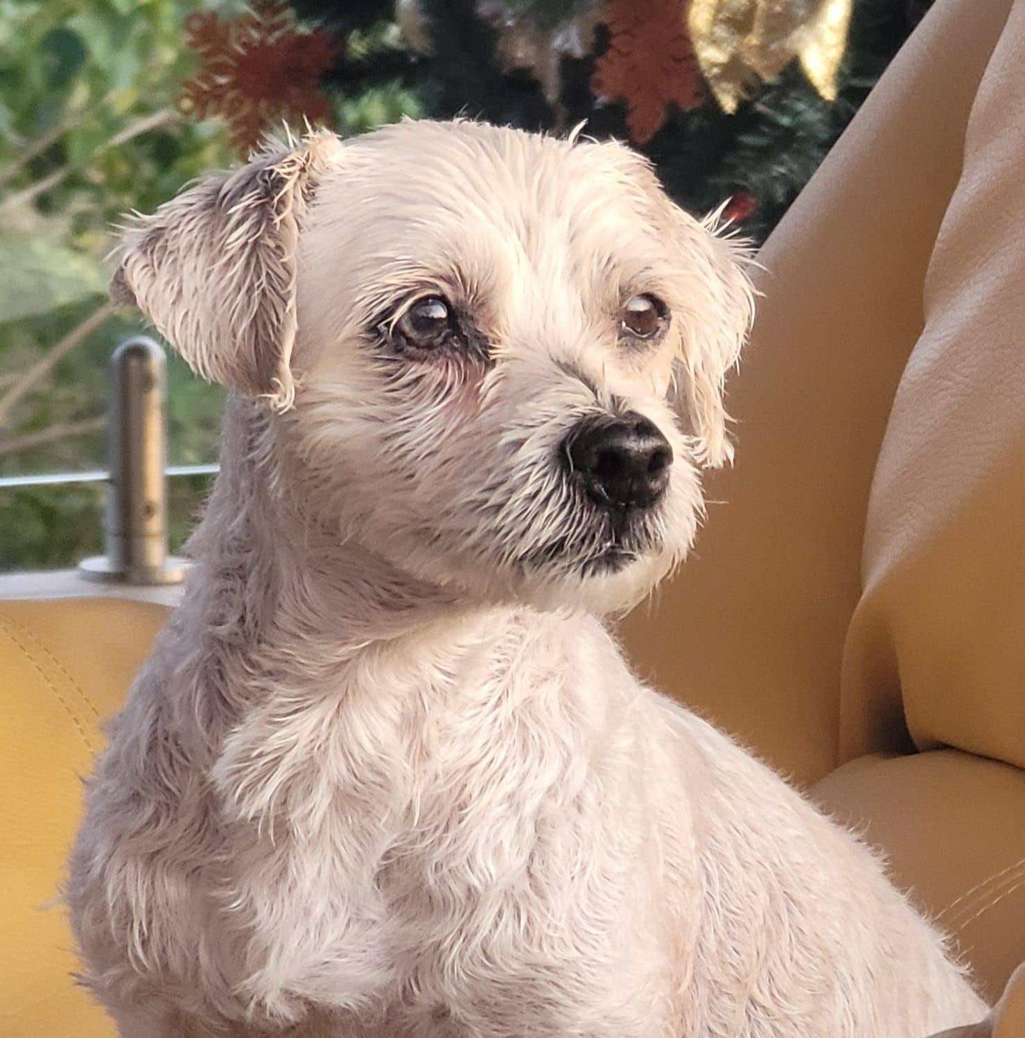 María Torres perro Tequila