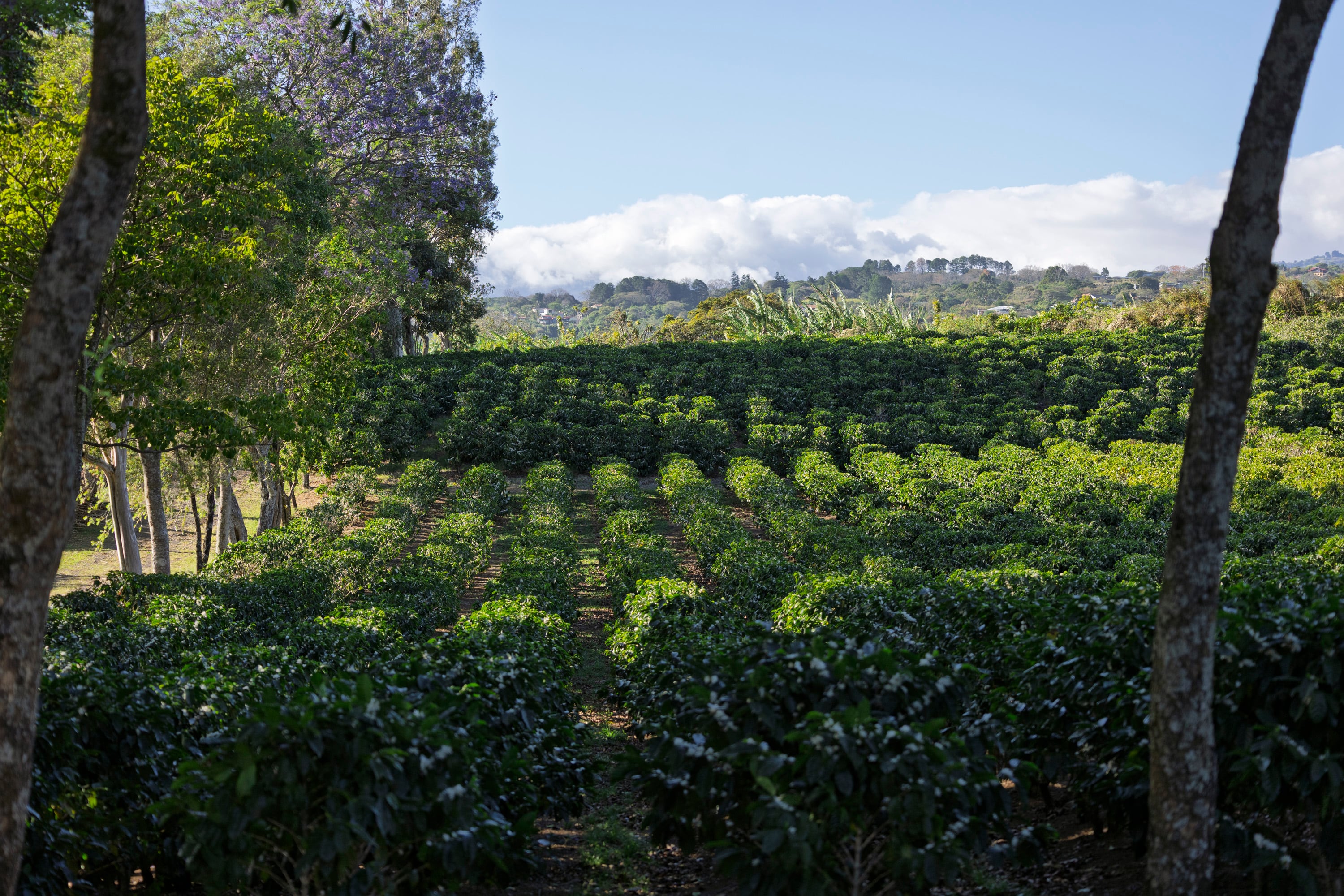 03/03/2026, Heredia, Barva, entrevista con Gustavo Jiménez director ejecutivo de ICAFE, Marco Araya Molina jefe de estudios económicos y de mercado del ICAFE y Andres Piedra Fallas gerente de mercadeo y comunicación de ICAFE.