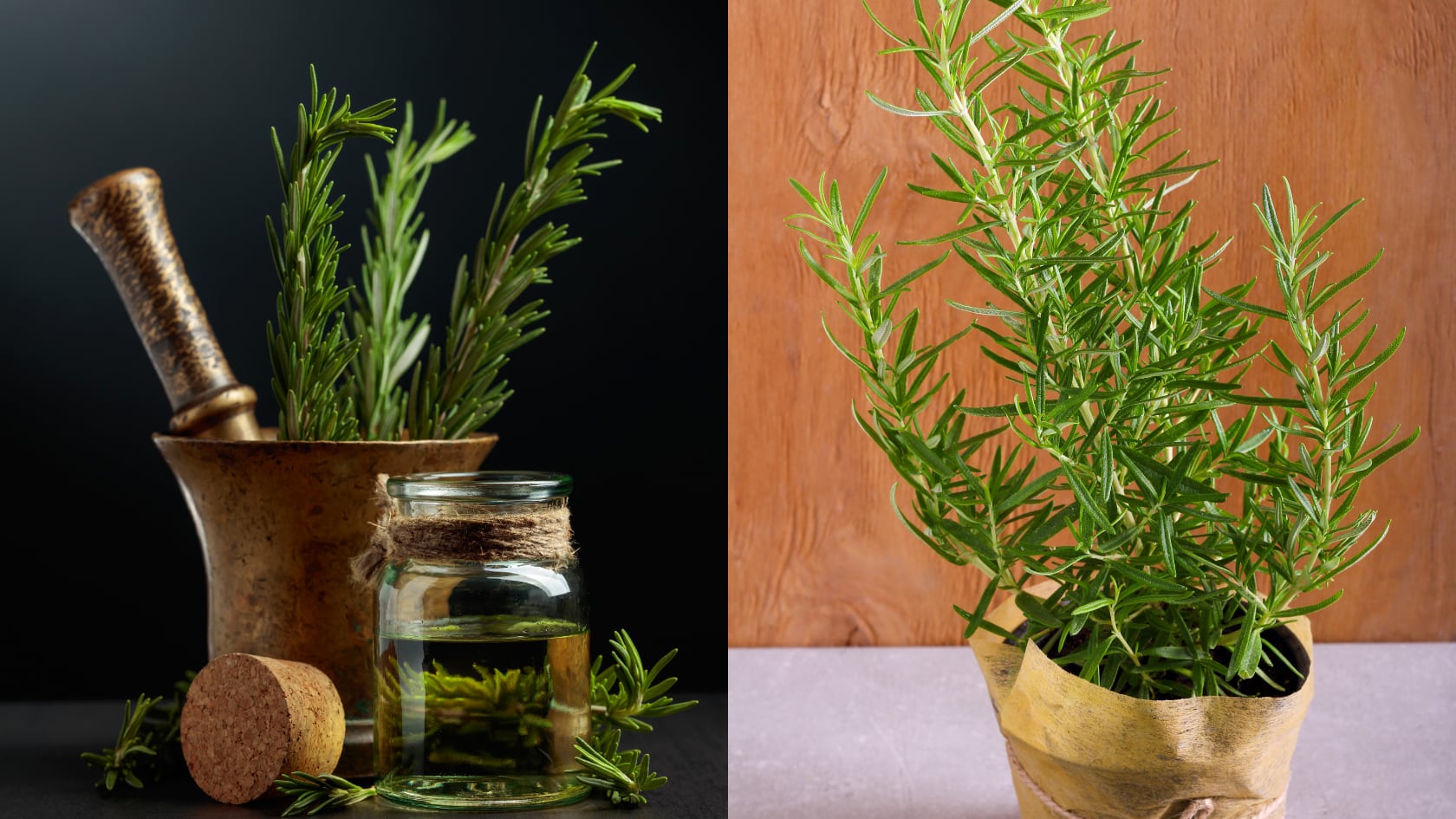 El método de esquejes permite cultivar romero en casa con materiales simples y cuidados básicos de humedad, luz y sustrato.