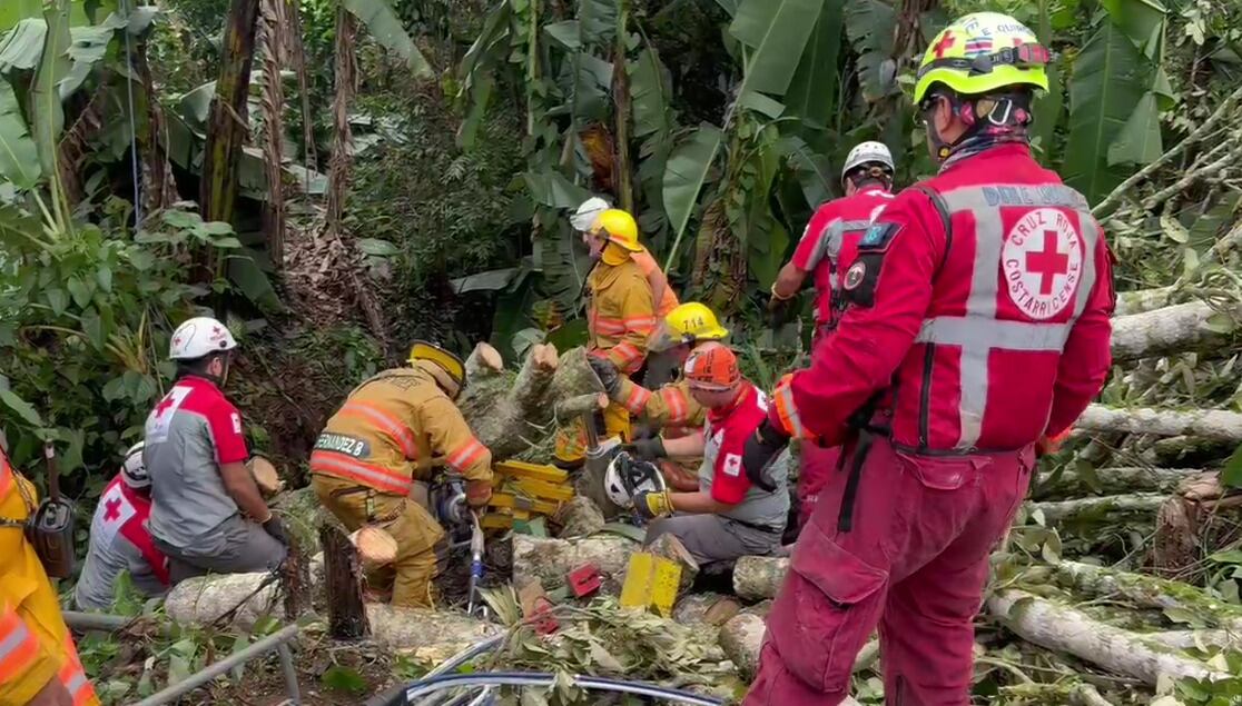 El hombre estaba cortando el árbol cuando le cayó encima y lo mató.