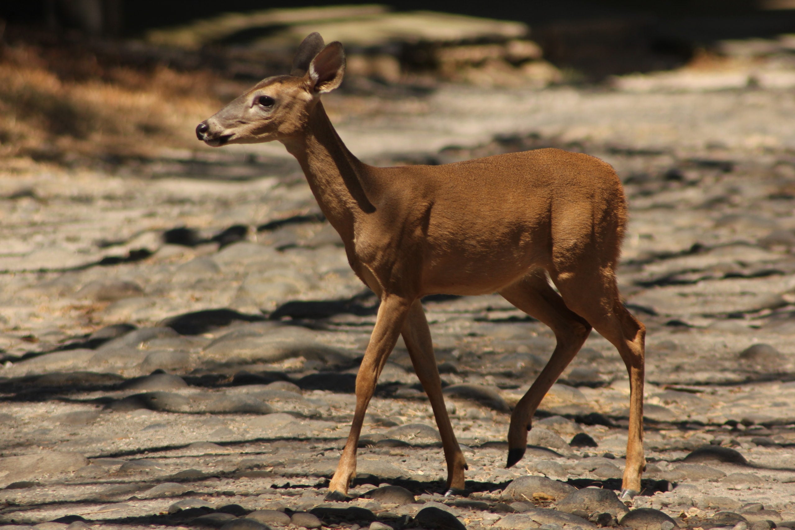 El venado cola blanca se caracteriza por presentar un mechón de pelos blancos en la porción interna de la cola, que levanta en señal de alarma para otros
venados cuando se ve en peligro (de ahí su nombre común). Fotografía: Cortesía Sinac.