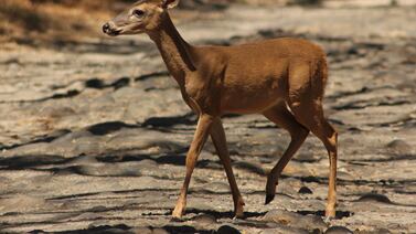 ¿Cómo defenderse de un venado?